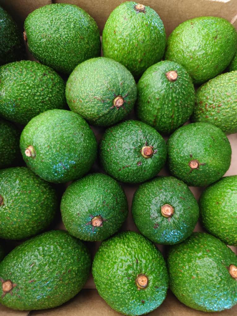 avocado