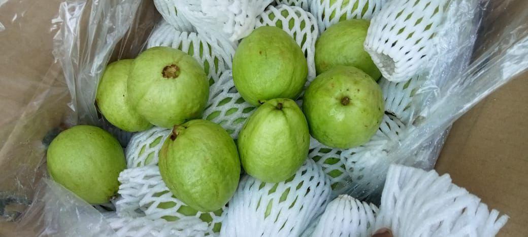 guava