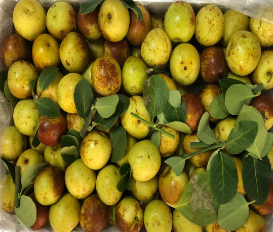 fruit